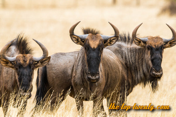 Blue wildebeest